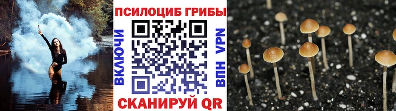 Галлюциногенные грибы Psilocybe Меленки
